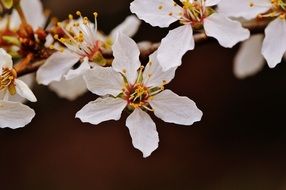 white flowers on the tree in the garden in spring