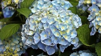 blue yellow hydrangea flowers