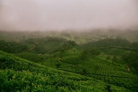 beautiful Foggy Landscape