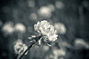 black and white picture of a spring flower