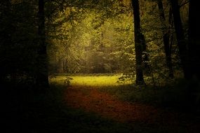 Light on a beautiful green and yellow forest glade