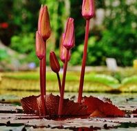 buds of water lilies close-up on blurred background