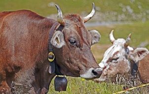 alpine cows with bells in the meadow