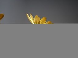 Cape Daisies Yellow Orange N2