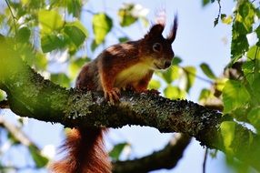 Beautiful, cute and colorful squirrel on a branch of a birch tree