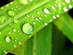 Water Drops on green Leaf macro photo