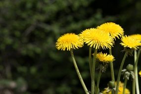 Dandelions, group of Yellow Flowers close-up on blurred background