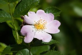 delicate rosehip flower with yellow stamens