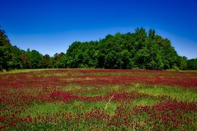 landscape of red wildflowers in Alabama