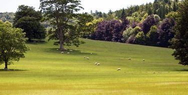 green trees in a meadow in western sassax