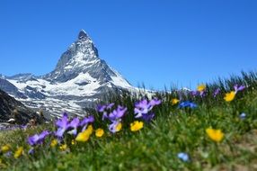 Matterhorn Alpine on a sunny day