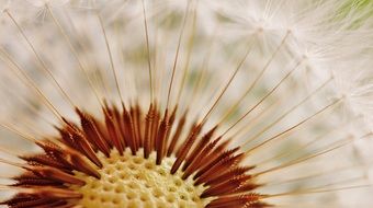 dandelion plant closeup shooting