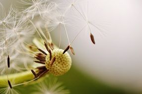 flying tiny dandelion seeds