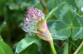 red clover in droplets