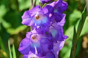 bright blue gladiolus closeup