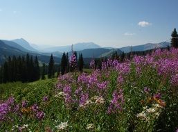 beautiful field with purple flowers