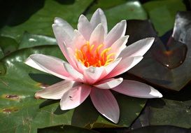pink aquatic water lily plant