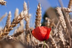 red poppy on the cereal field close-up on blurred background