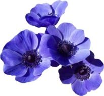 blue blossoms picture