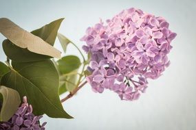 lilac branch on a white background