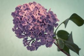 Lilac Syringa Bush Purple macro photo