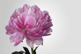 Peony Blossom Bloom Pink White macro photo