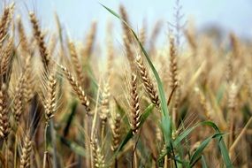 cereals on the field close-up