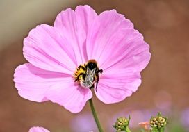 bee on the cosmea flower
