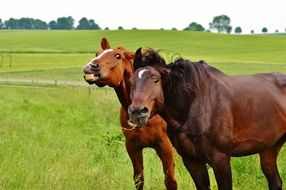 two brown horses in one coupling