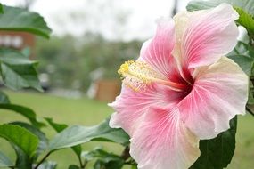 hibiscus bush with pink flower