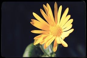 Close-up of the beautiful pale yellow and orange flower in light