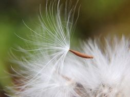 dandelion seed and white fluff close-up on blurred background