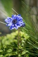 blue anemone flower