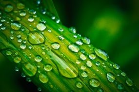green oblong leaf in drops of water close-up