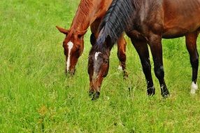 two thoroughbred horses on a green pasture