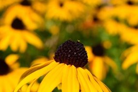 delightful beauty Sun Hat Flower