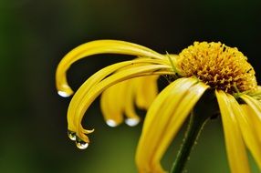 Flower Yellow Spring Drip