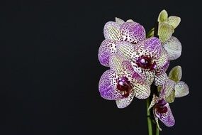 Orchids Flowers Blossom black aback