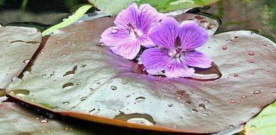 Purple water lily on the water