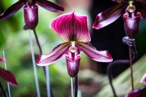 dark purple orchids closeup