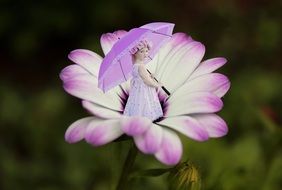 purple summer flower in nature