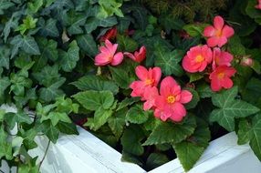 pink begonia tuber flowers