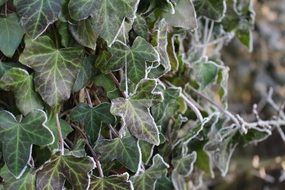 frozen climbing plant in the forest close-up on blurred background