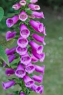 Thimble Common Foxglove