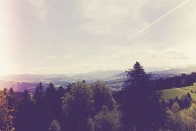 Forest on a hill