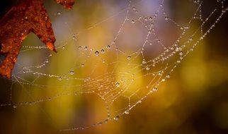 spider web on a yellow background