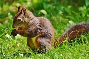 brown squirrel outdoor
