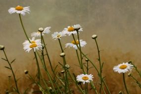 Yellow daisy flowers with the white petals