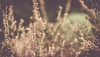 heather spring blooms