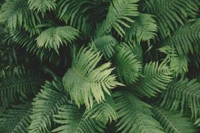 Green Fern leaves, top view